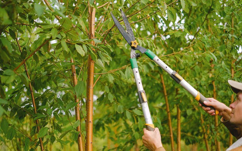 Tree trimming in Kermit, WV